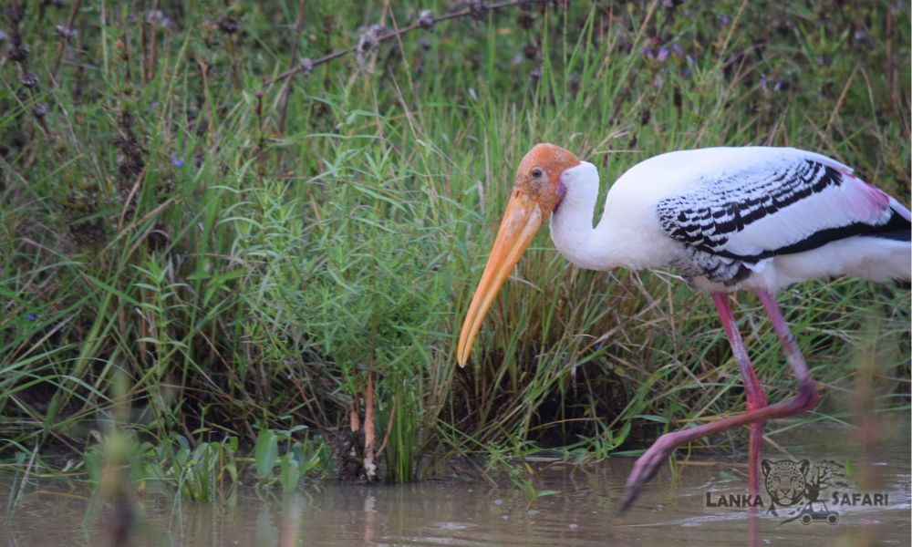 birds at yala national park
